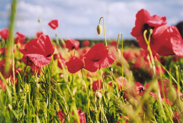 Papaver rhoeas (common poppy)