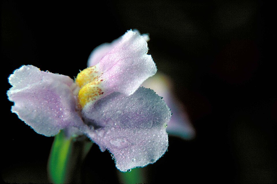 Mimulus alatus (sharpwing monkeyflower) (alternate view 4)