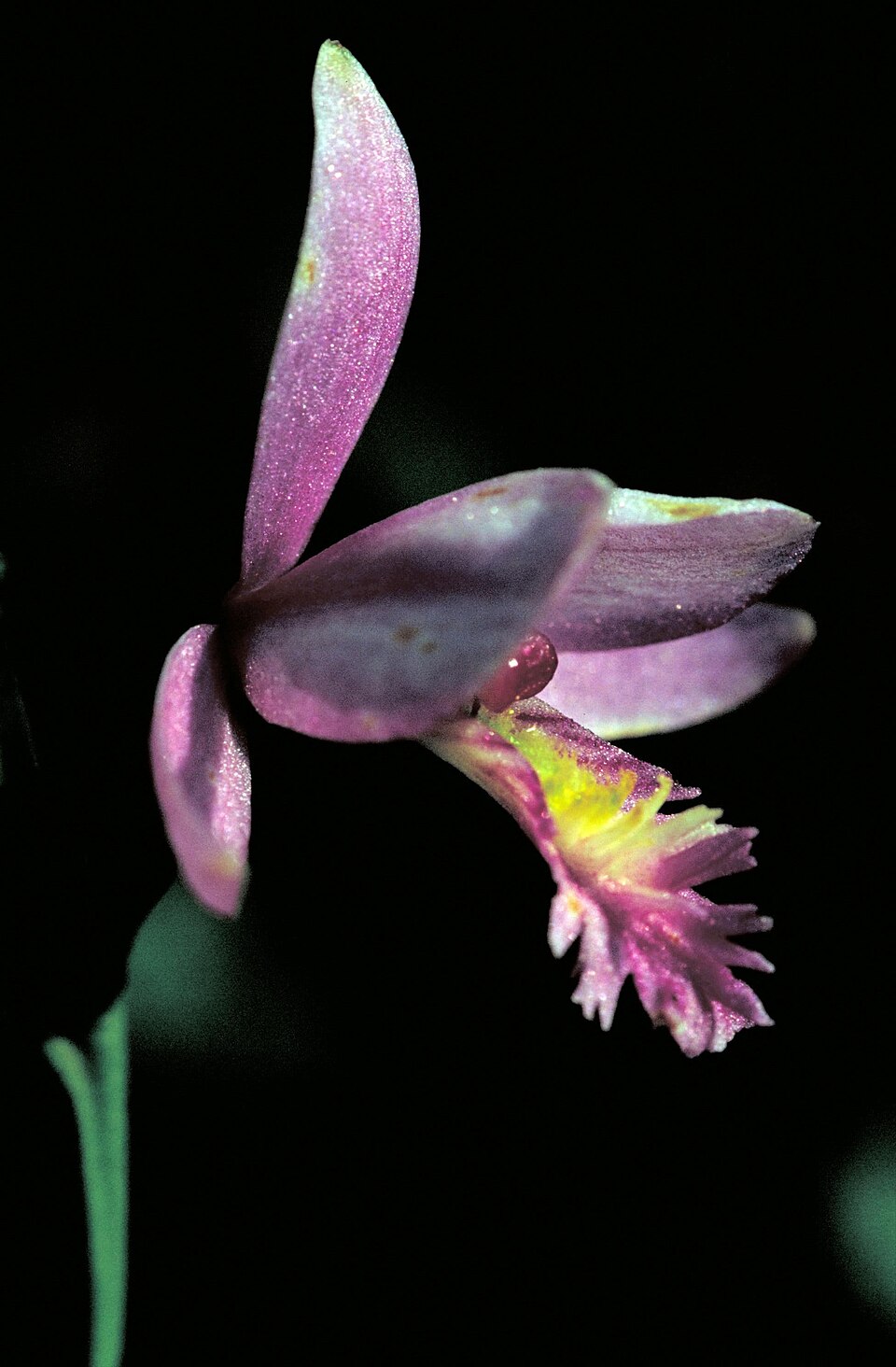 Pogonia ophioglossoides (Rose Pogonia) (alternate view 7)