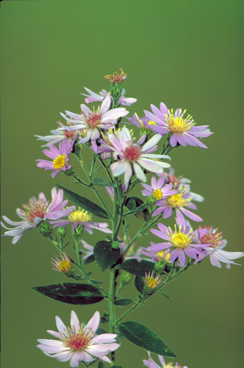 Symphyotrichum shortii (Short's aster) (alternate view 6)