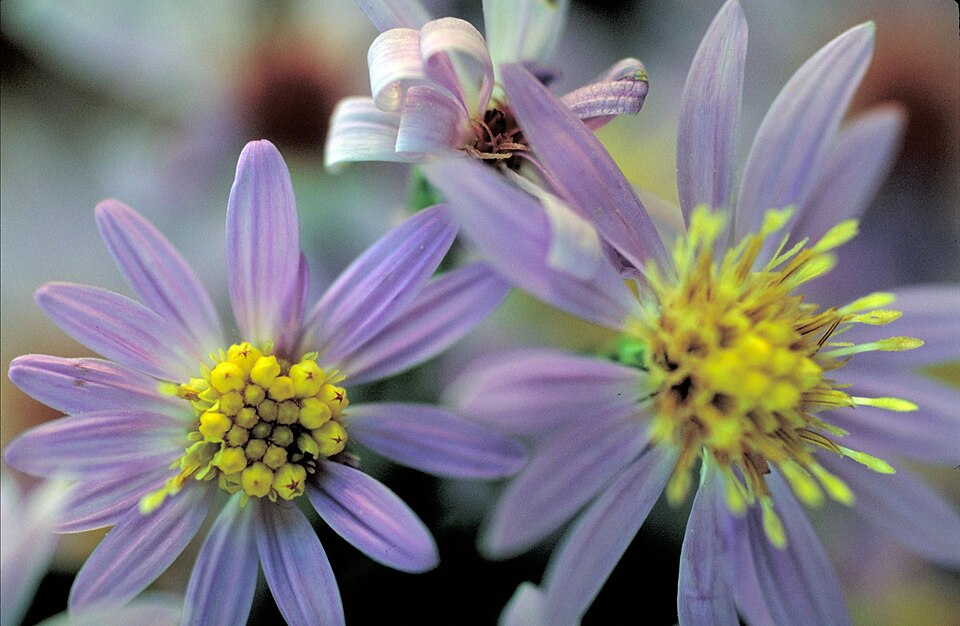 Symphyotrichum shortii (Short's aster) (alternate view 7)