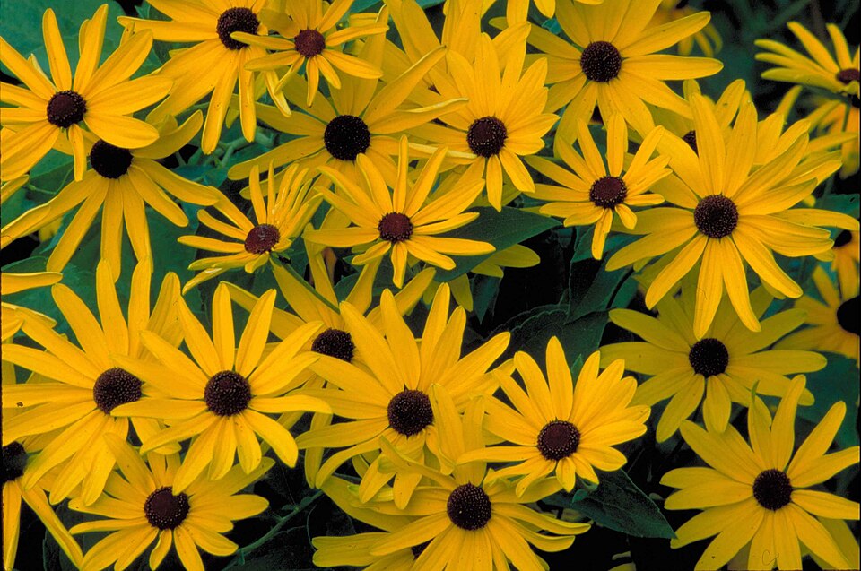 Rudbeckia subtomentosa (sweet black-eyed Susan) (alternate view 2)