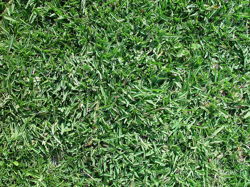 Bouteloua dactyloides (Buffalo Grass) (alternate view 8)