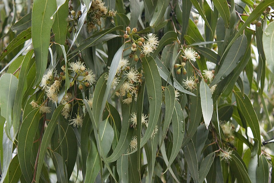 Corymbia maculata (Spotted Gum) (alternate view 9)
