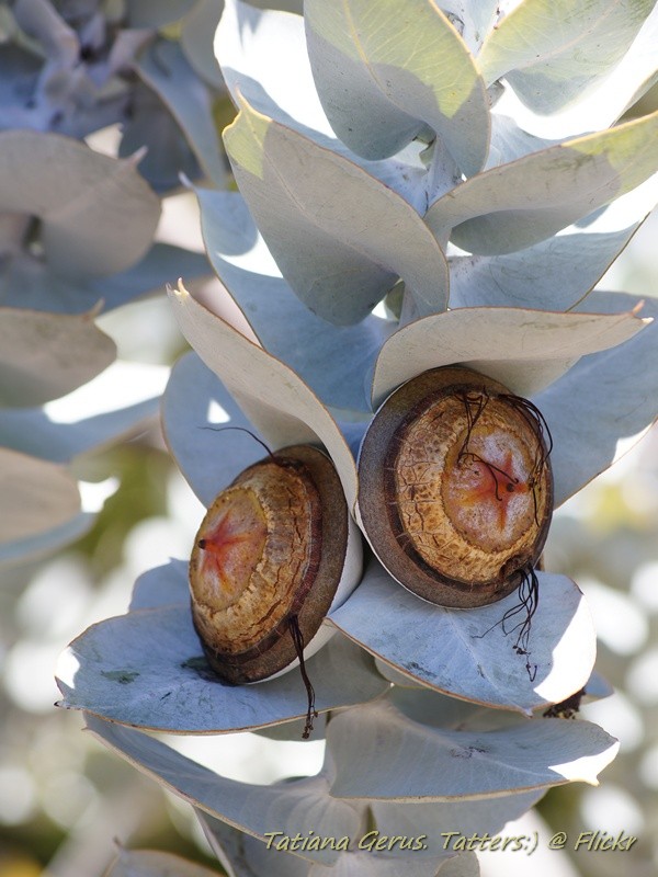 Eucalyptus macrocarpa, Mottlecah — upright evergreen (Myrtaceae) (image 10 of 10)