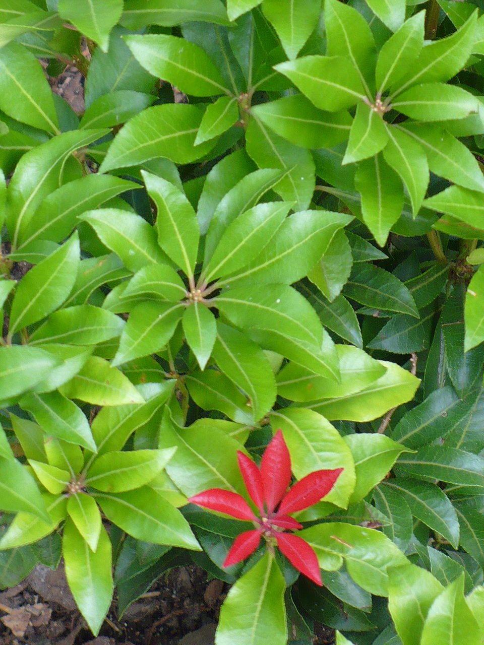 Pieris japonica 'Mountain Fire' (Pieris Mountain Fire)