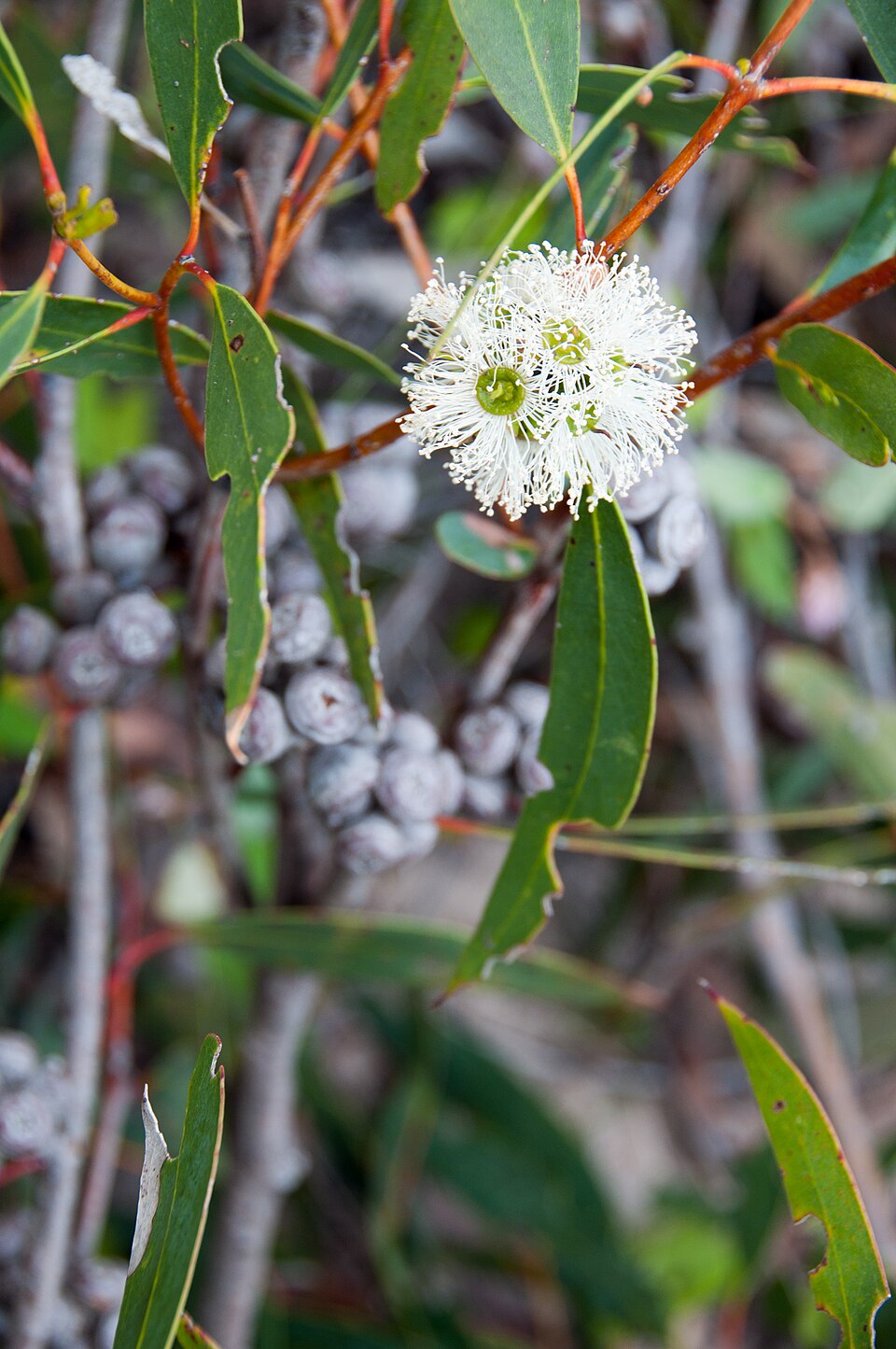 Eucalyptus diversifolia (Coastal Mallee)