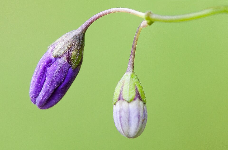 Solanum xanti (purple nightshade) (alternate view 3)
