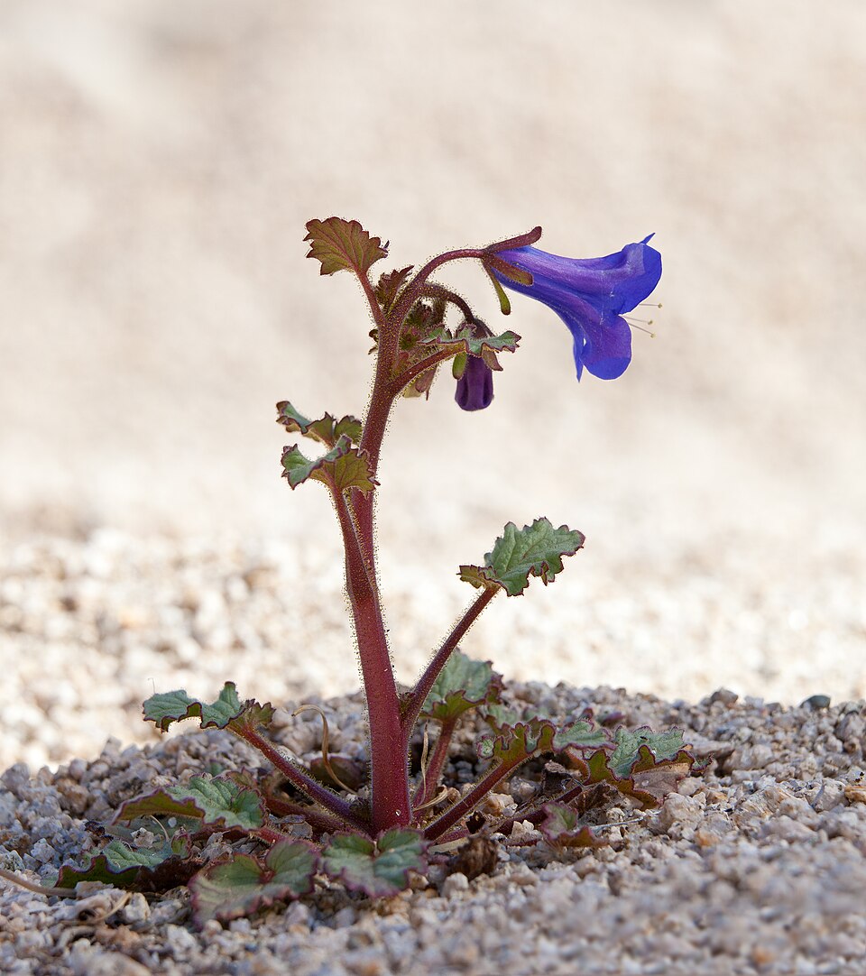 Phacelia campanularia (desert bluebells) (alternate view 10)