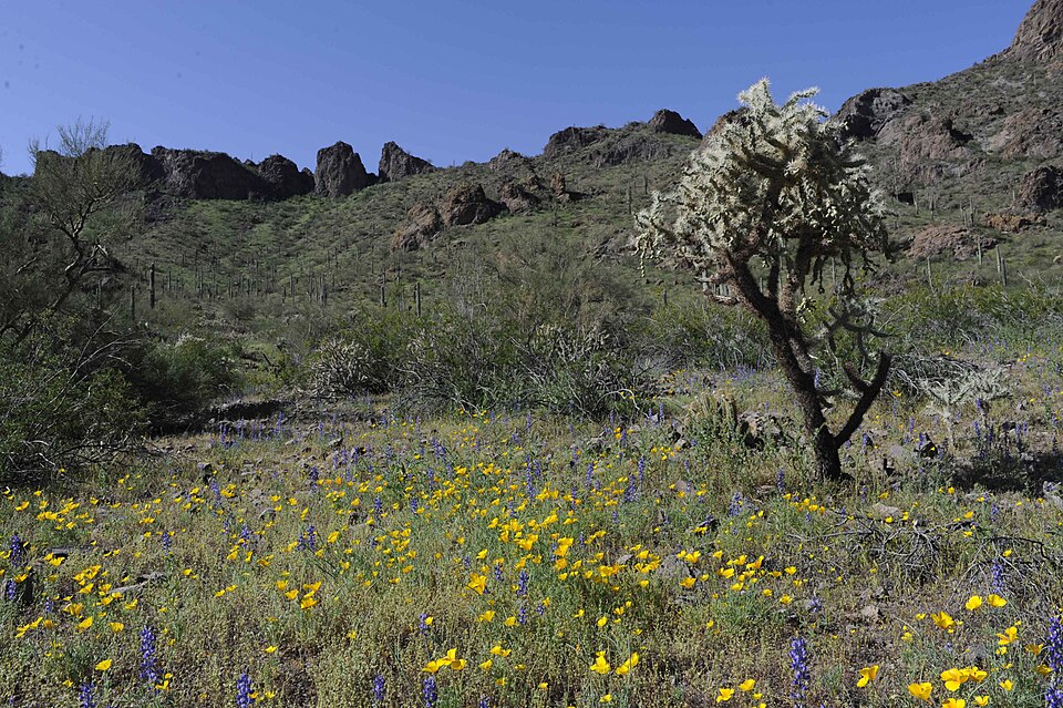 Cylindropuntia fulgida (Chain-fruit Cholla) (alternate view 7)