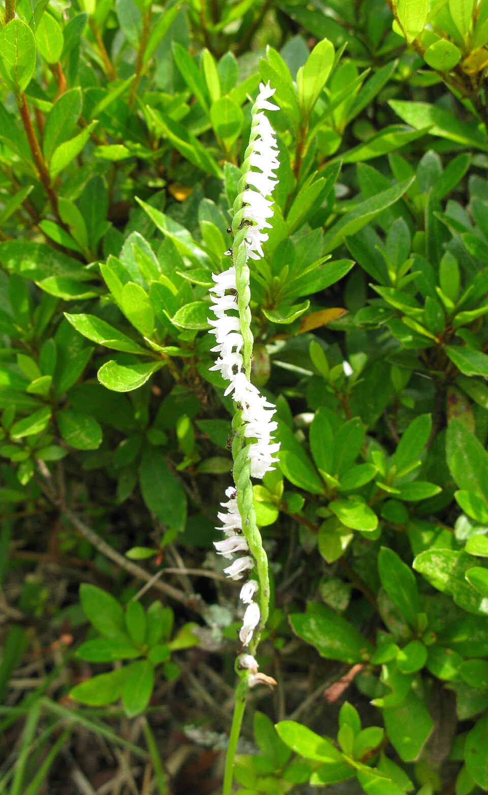Spiranthes australis (austral ladies'-tresses) (alternate view 2)