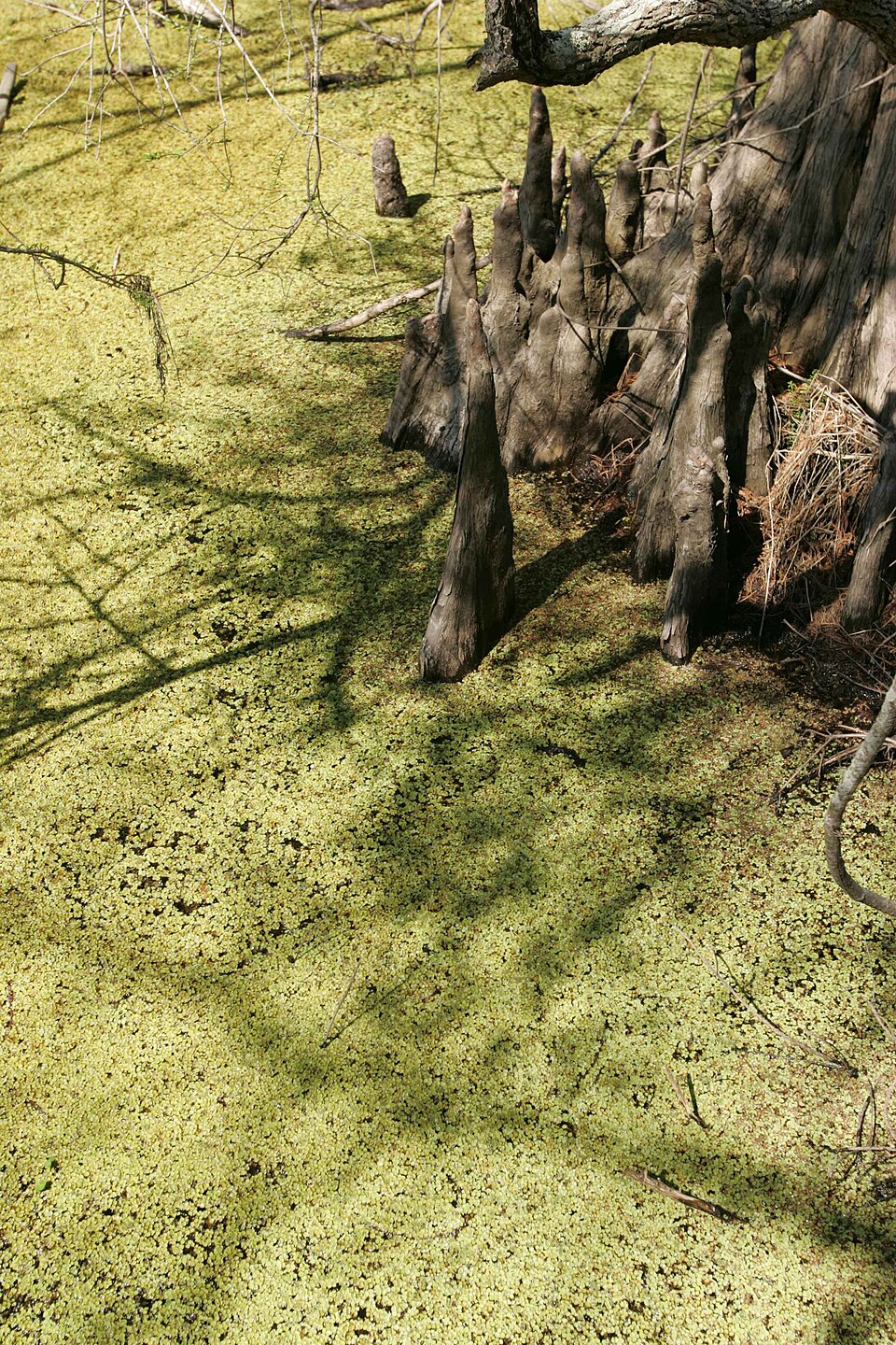 Taxodium distichum (bald cypress) (alternate view 7)
