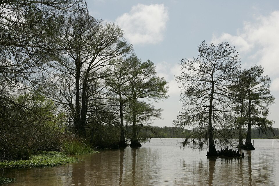 Taxodium distichum (bald cypress) (alternate view 8)