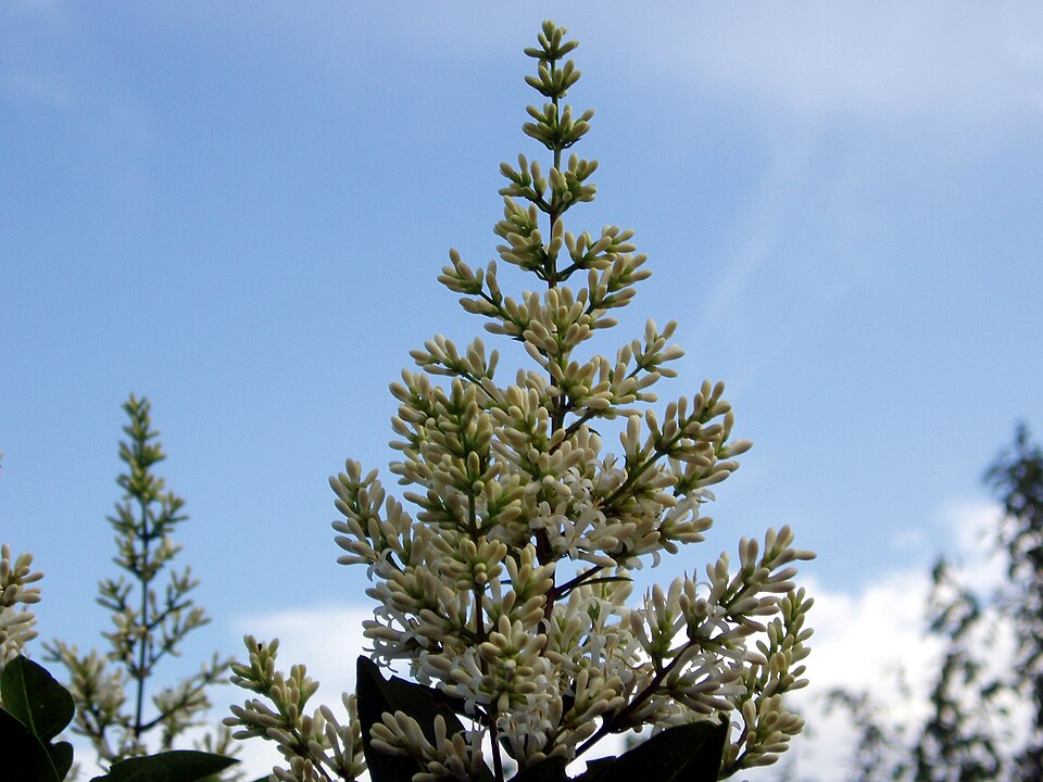 Ligustrum ovalifolium (garden privet)