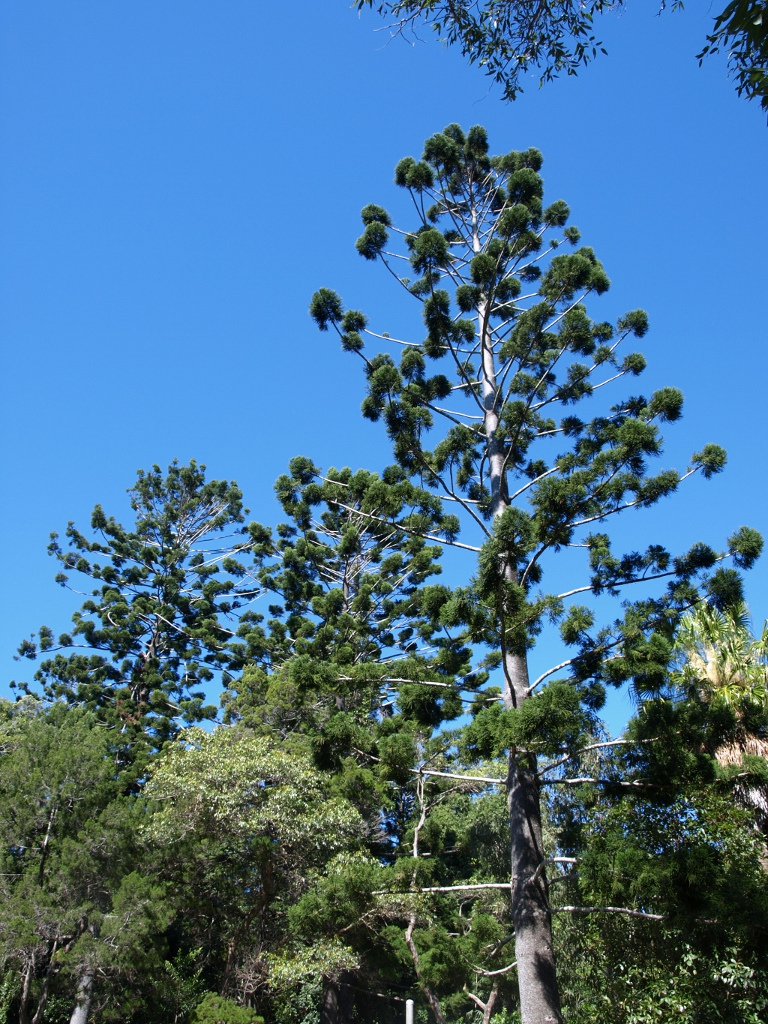 Araucaria cunninghamii (Hoop pine) (alternate view 6)
