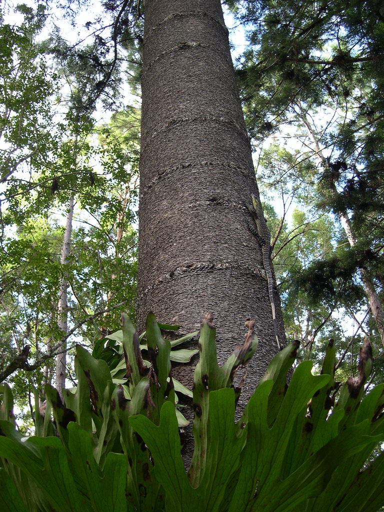 Araucaria cunninghamii (Hoop pine) (alternate view 7)