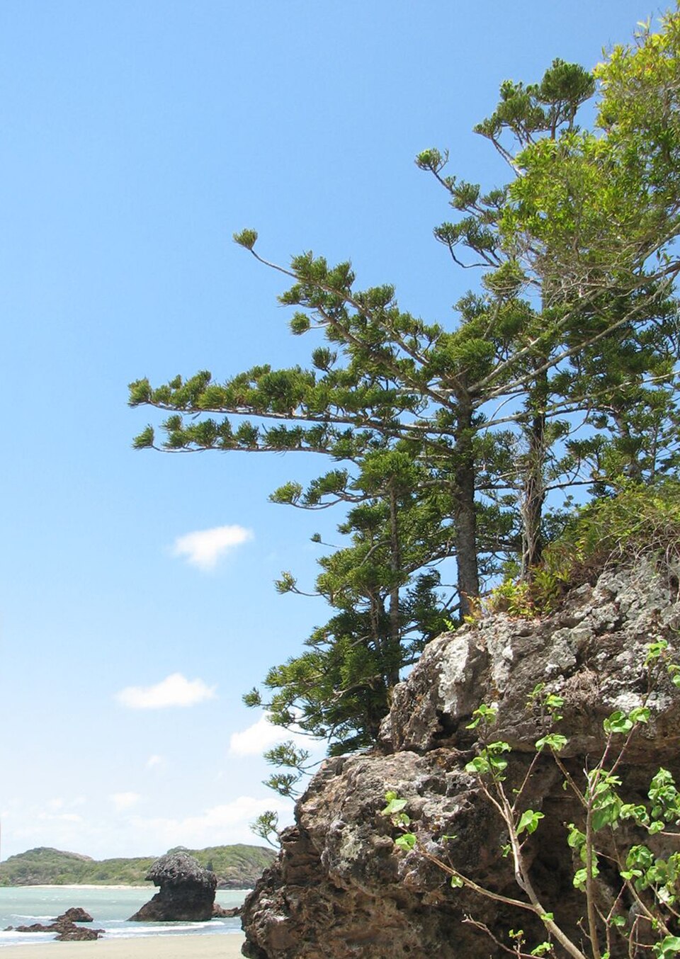 Araucaria cunninghamii (Hoop pine) (alternate view 8)