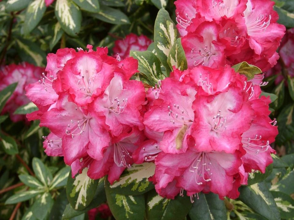 Rhododendron 'President Roosevelt' (President Roosevelt Rhododendron)