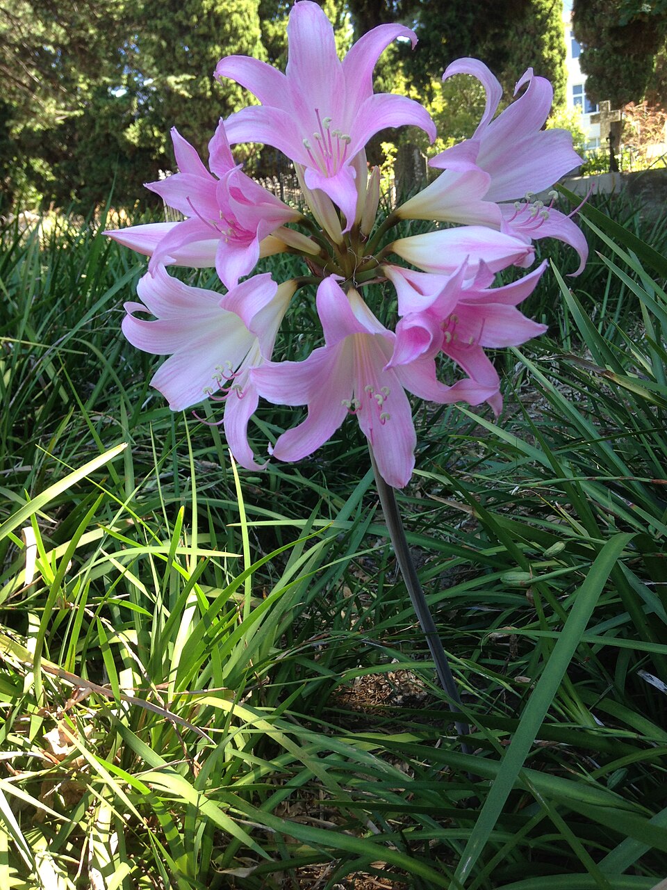 Amaryllis belladonna (Belladonna Lily) (alternate view 6)