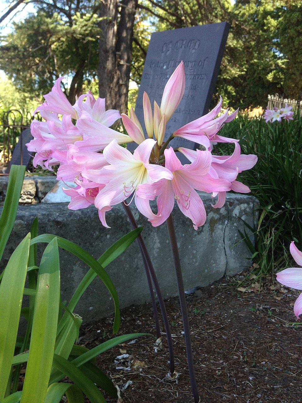 Amaryllis belladonna (Belladonna Lily) (alternate view 7)