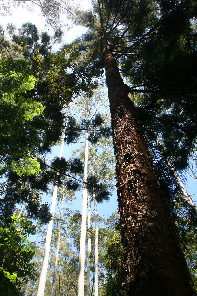 Araucaria cunninghamii (Hoop pine) (alternate view 9)