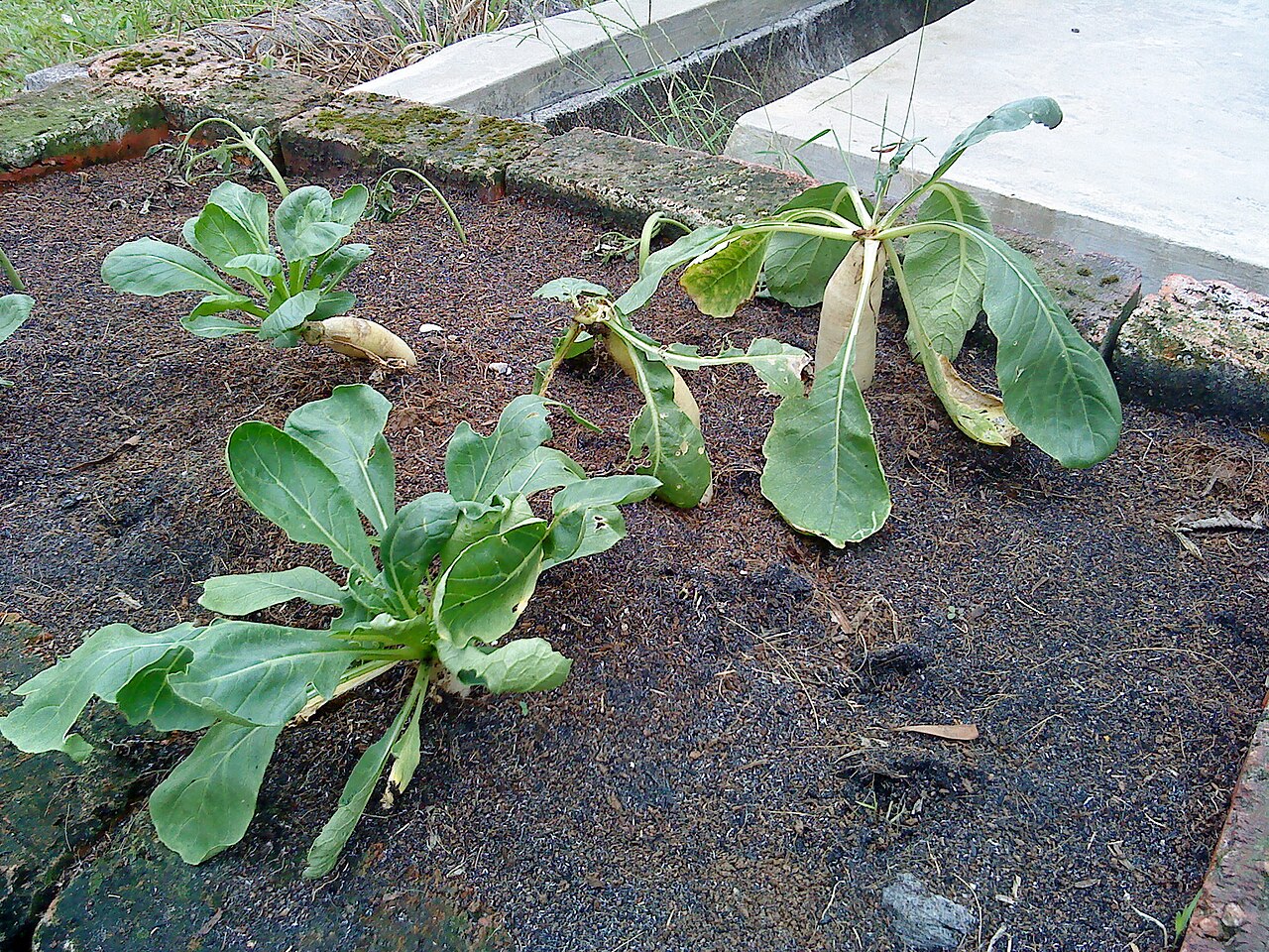 Raphanus sativus, Radish — clumping deciduous (Brassicaceae) (image 4 of 7)