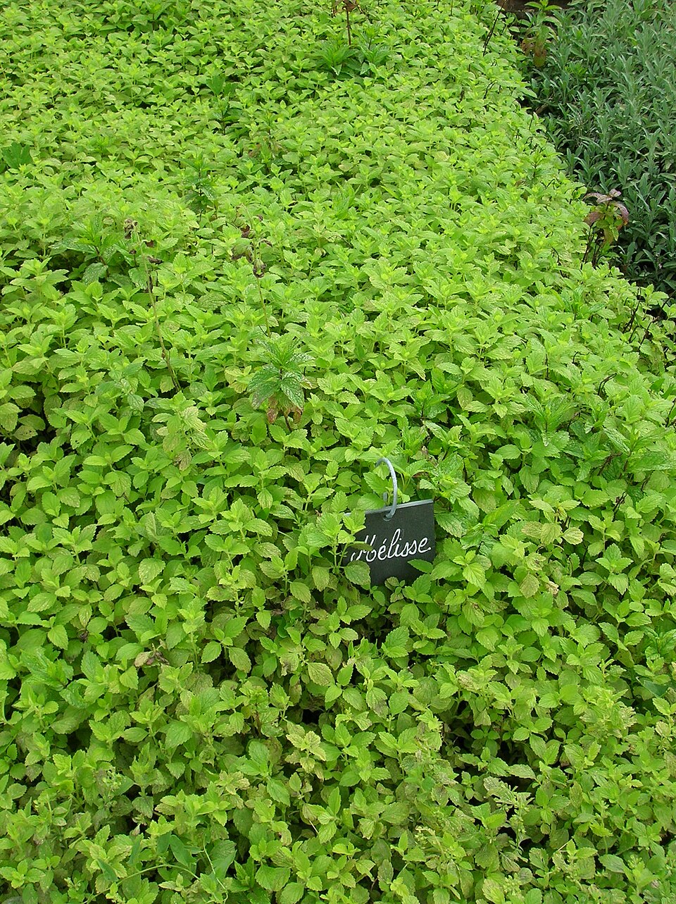 Melissa officinalis (Lemon Balm) (alternate view 7)