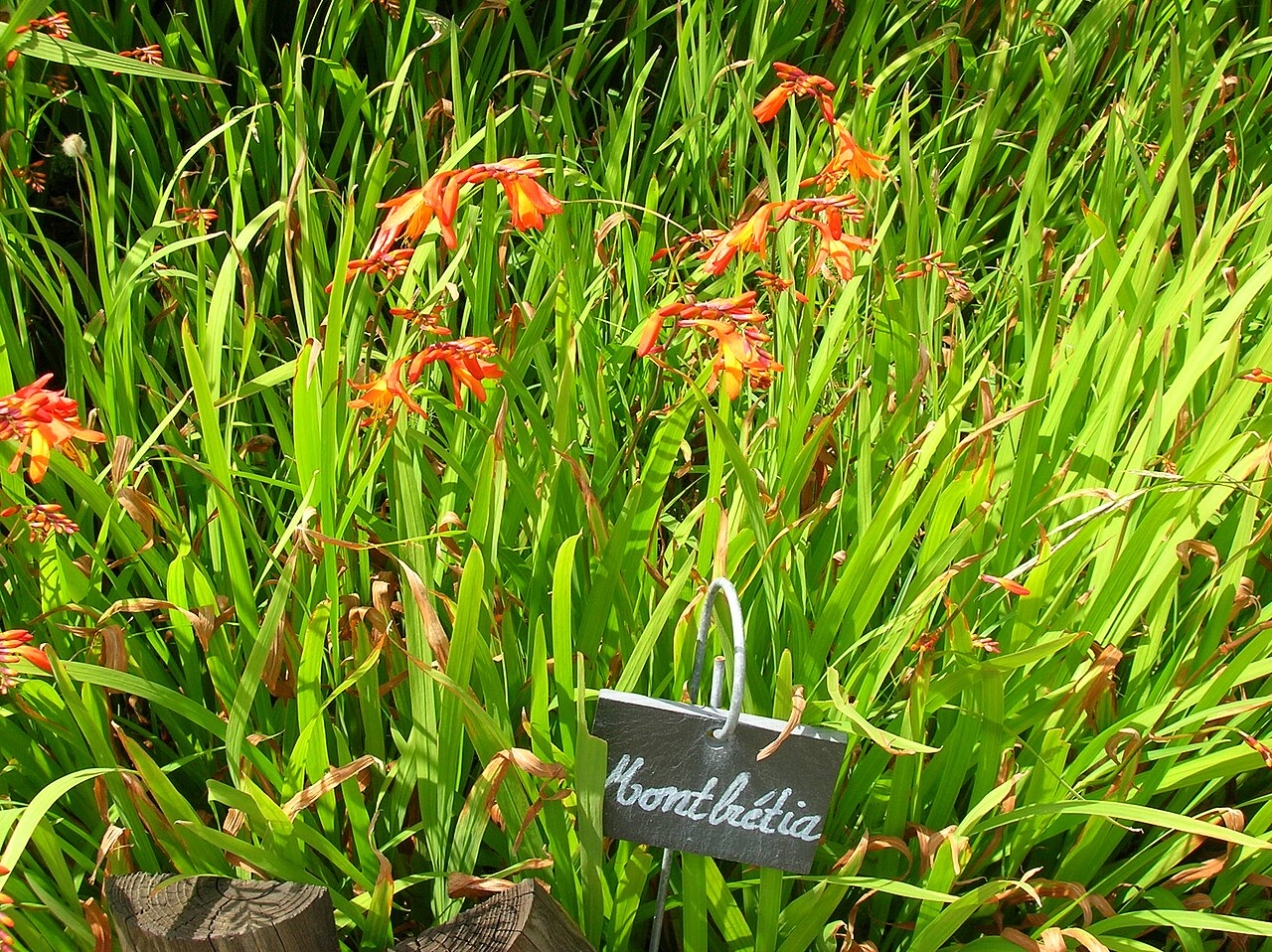 Crocosmia crocosmiiflora, Montbretia — clumping deciduous (Iridaceae) (image 3 of 10)