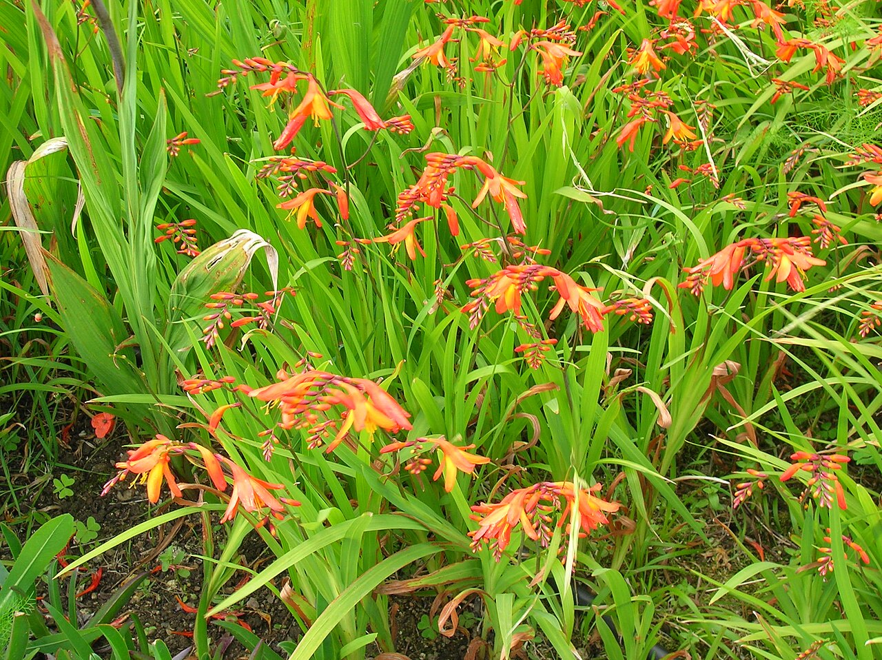 Crocosmia crocosmiiflora, Montbretia — clumping deciduous (Iridaceae) (image 4 of 10)
