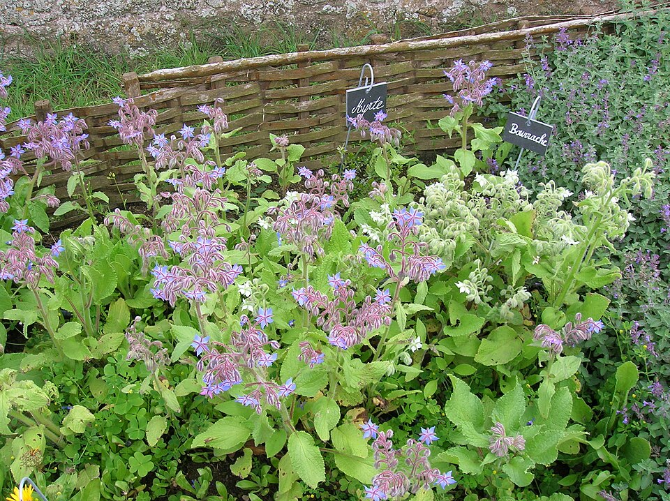 Borago officinalis (borage)
