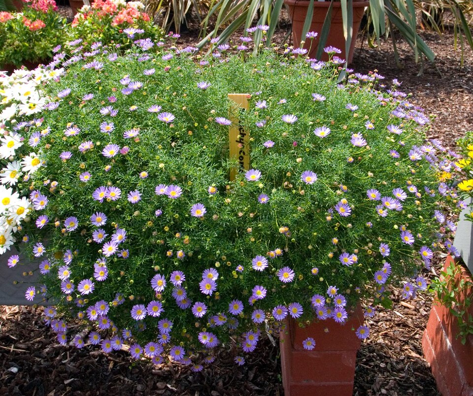 Brachyscome multifida (cut-leaved daisy) (alternate view 6)