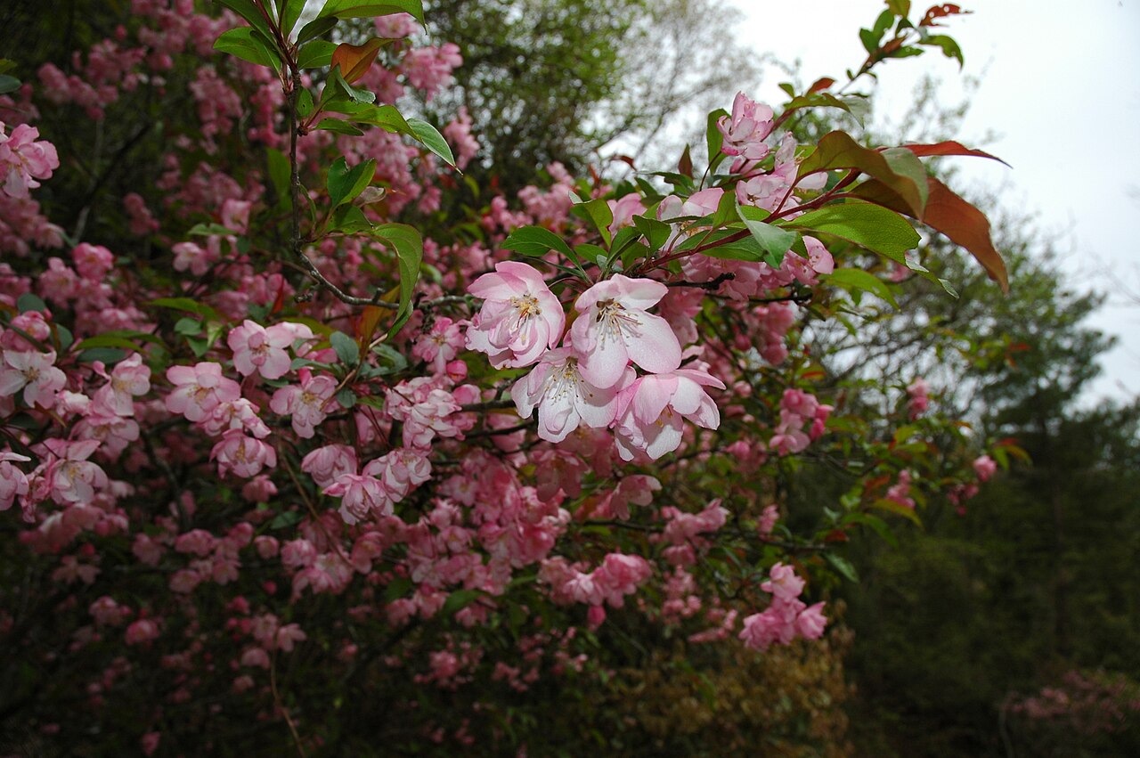 Malus halliana, Hall crabapple — spreading deciduous (Rosaceae) (image 4 of 10)