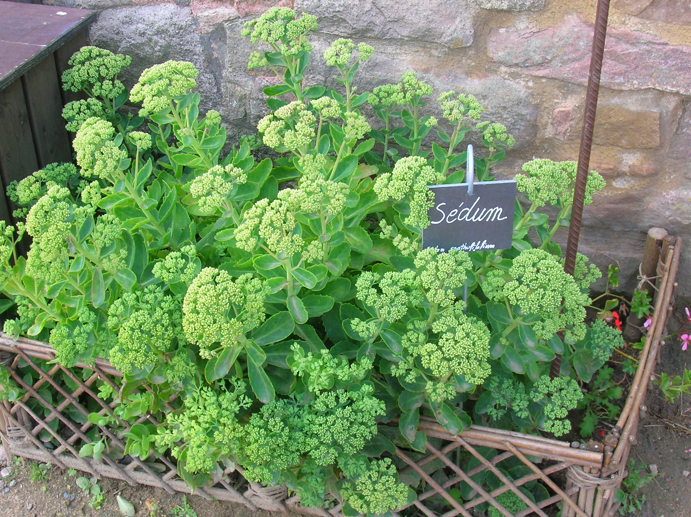 Hylotelephium spectabile, Ice plant — upright deciduous (Crassulaceae) (image 2 of 8)