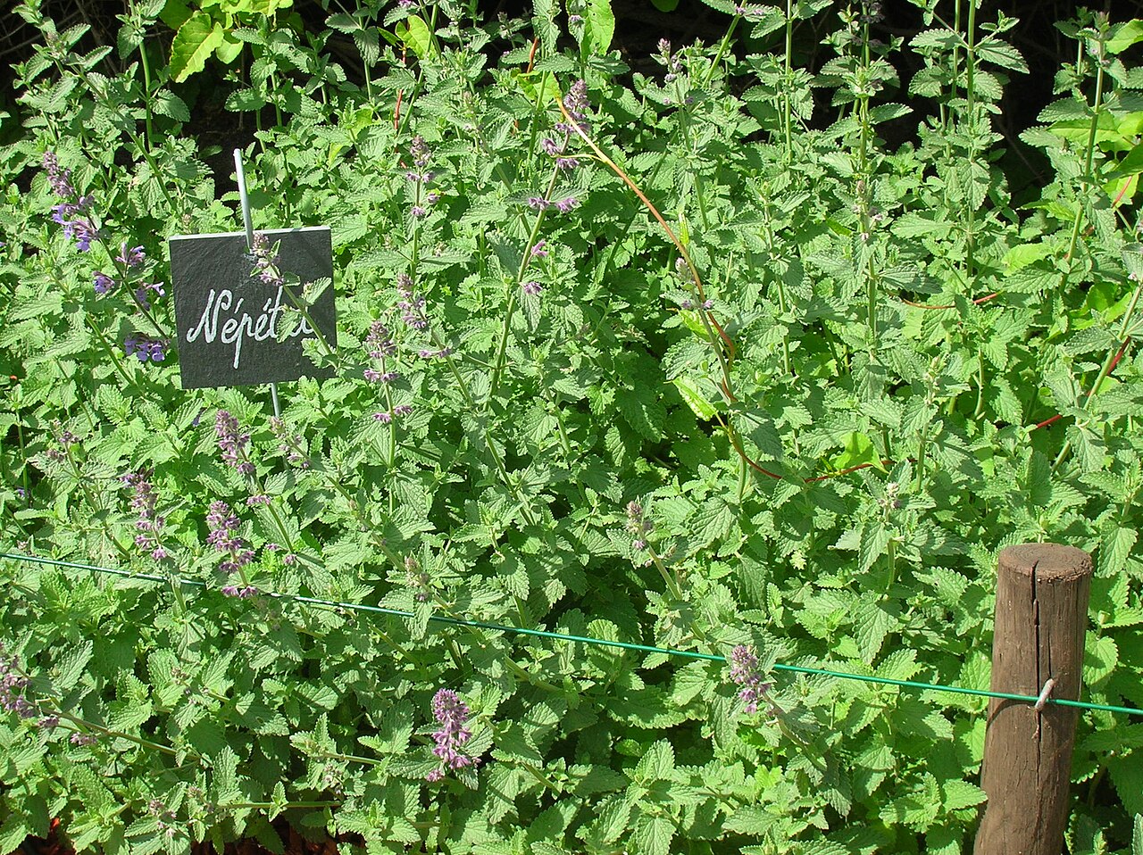 Nepeta faassenii, Catmint — mounding deciduous (Lamiaceae) (image 9 of 10)