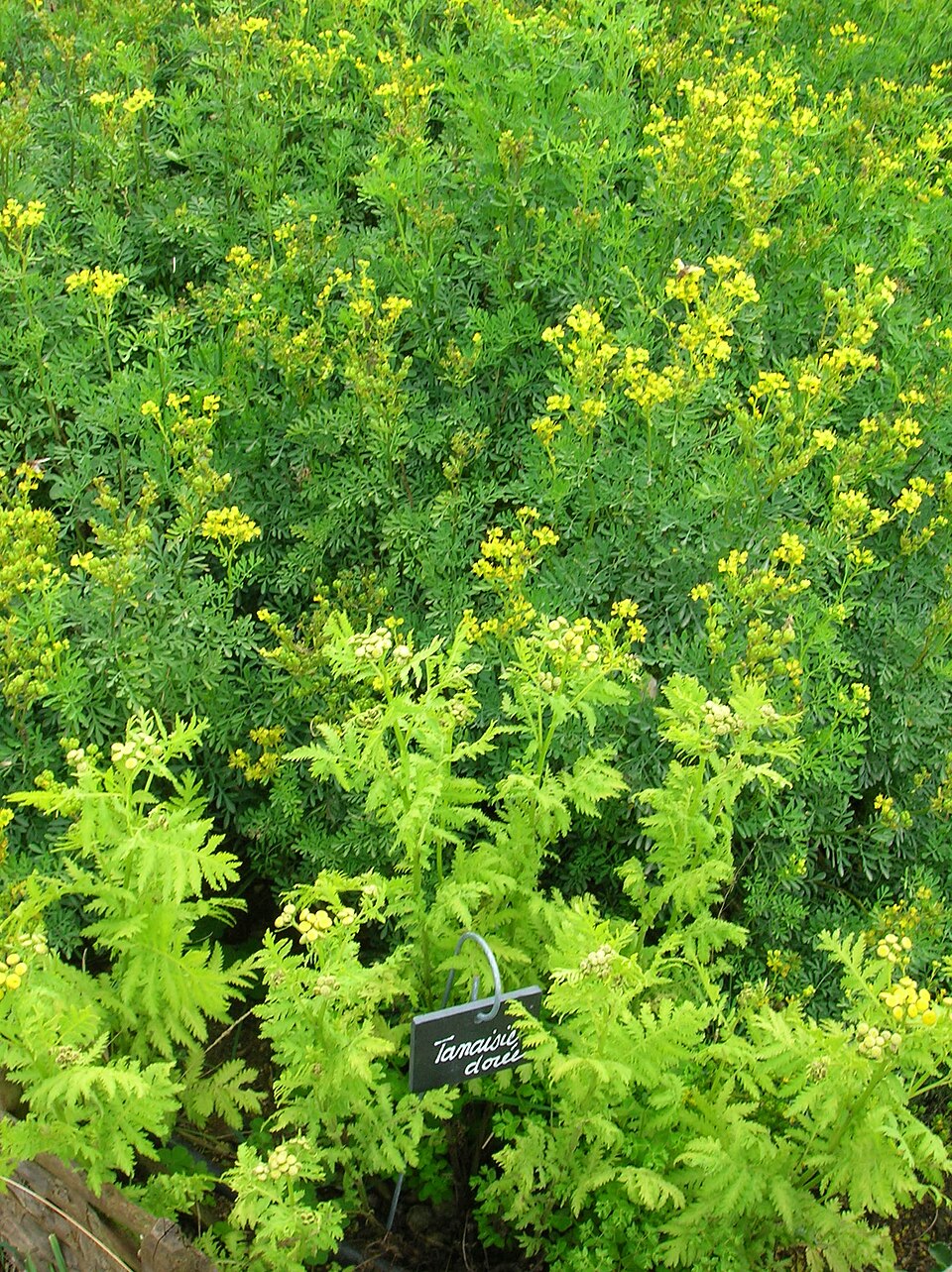 Tanacetum vulgare (common tansy)