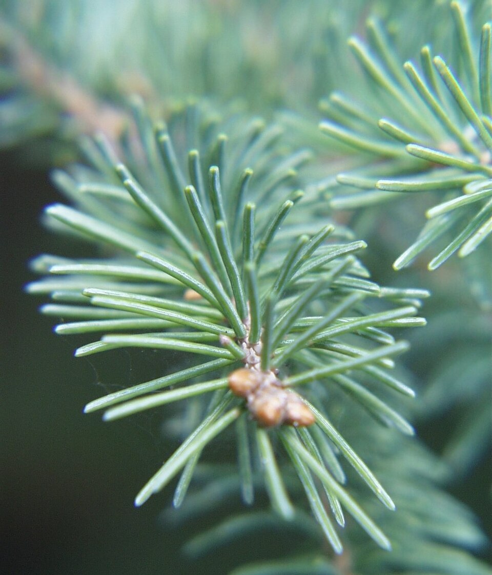 Picea glauca (white spruce)