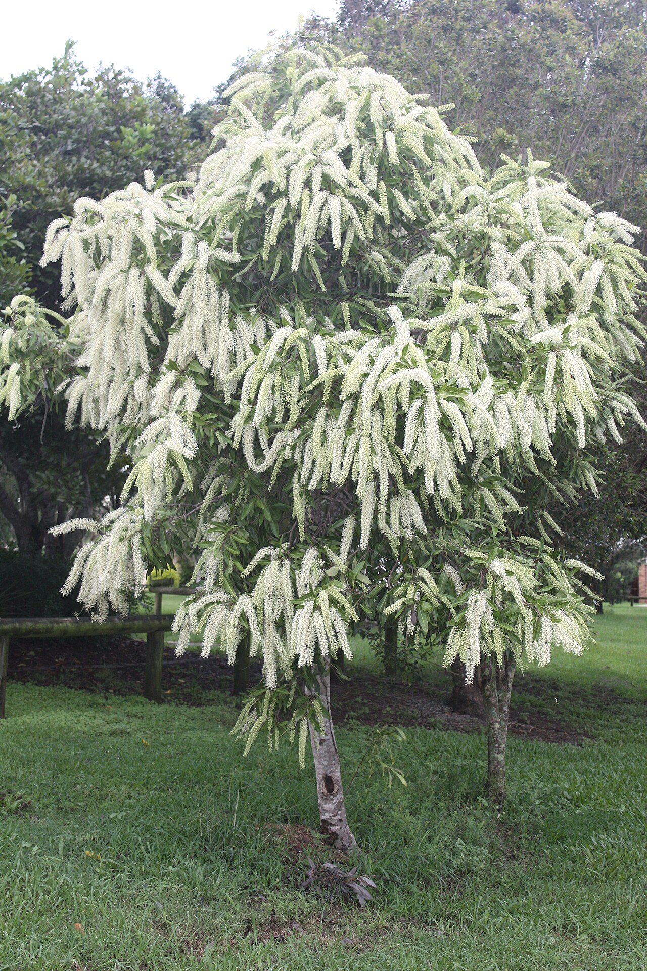 Buckinghamia celsissima, Ivory curl tree — upright evergreen (Proteaceae) (image 3 of 10)