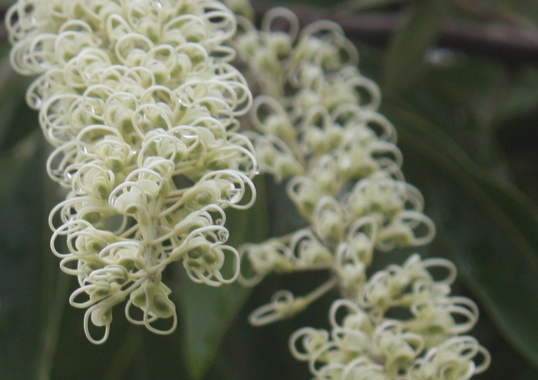 Buckinghamia celsissima, Ivory curl tree — upright evergreen (Proteaceae) (image 4 of 10)