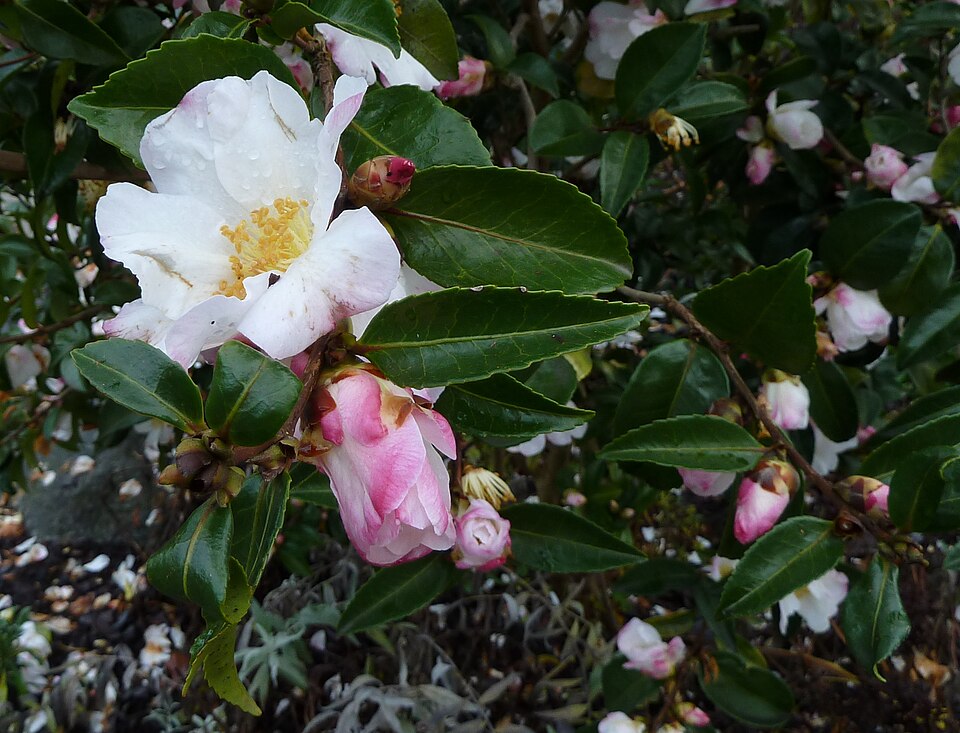 Camellia sasanqua (sasanqua camellia) (alternate view 11)
