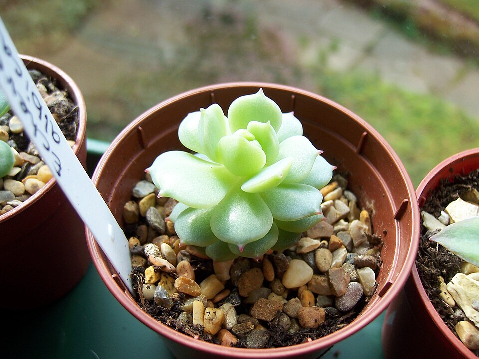 Echeveria elegans (Mexican Gem) (alternate view 8)