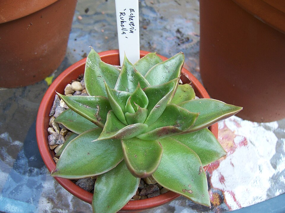 Echeveria (echeveria) (alternate view 6)