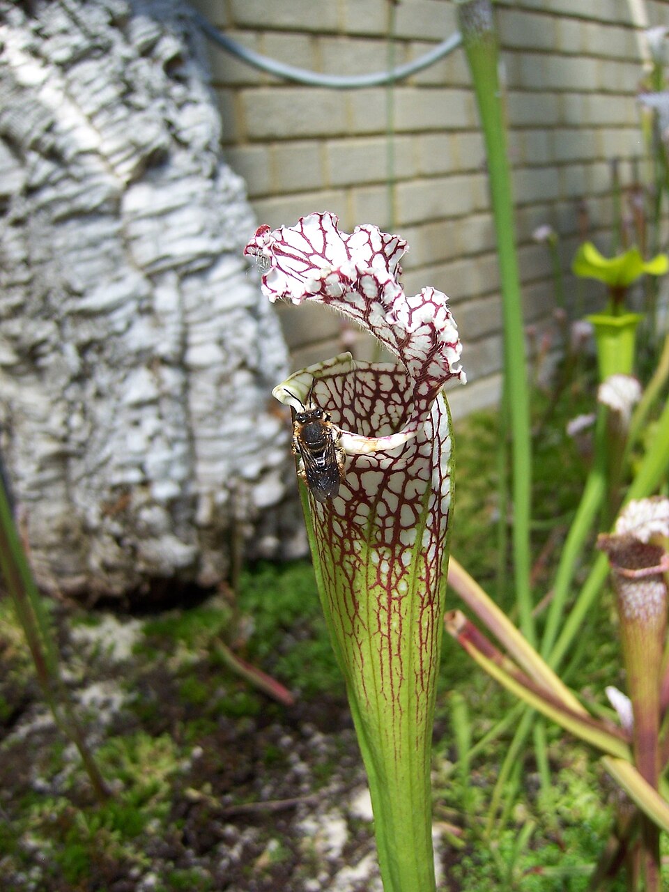Sarracenia (North American pitcher plants) (alternate view 2)