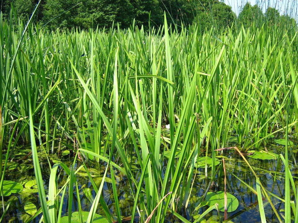 Sparganium erectum (Branched Bur-reed)