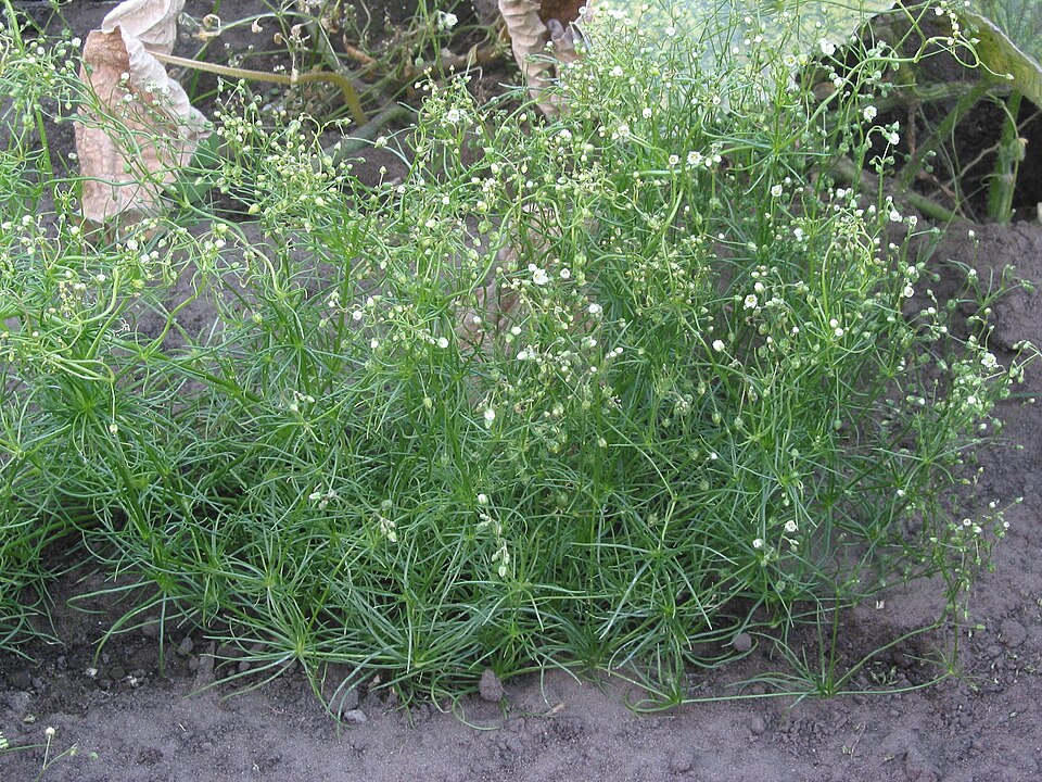 Spergula arvensis (Corn spurrey)