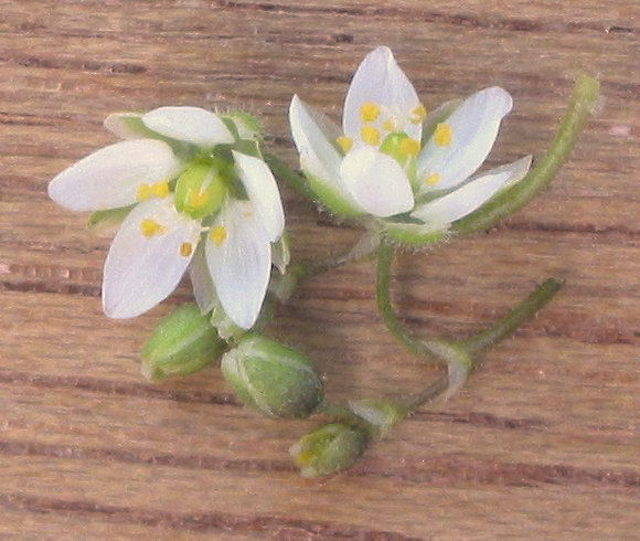 Spergula arvensis (Corn spurrey)