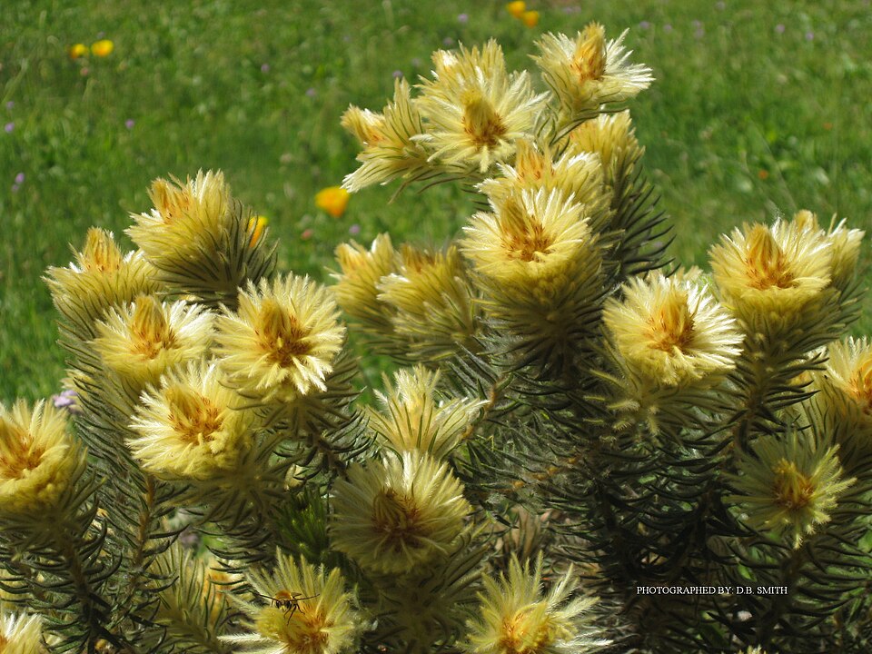 Phylica (Hardleaves) (alternate view 2)