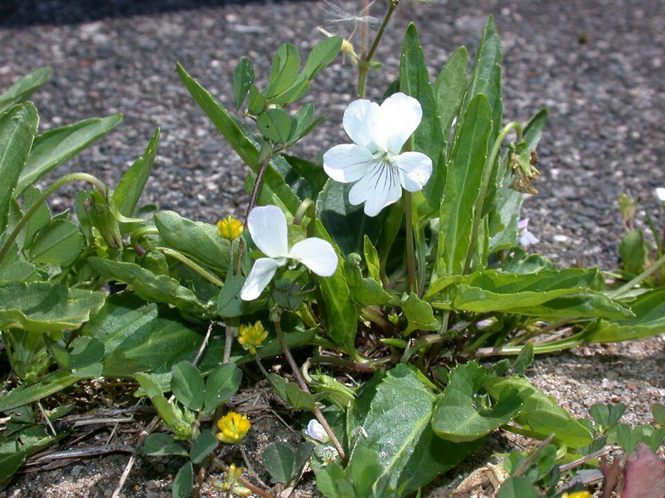Viola betonicifolia (Mountain Violet) (alternate view 9)