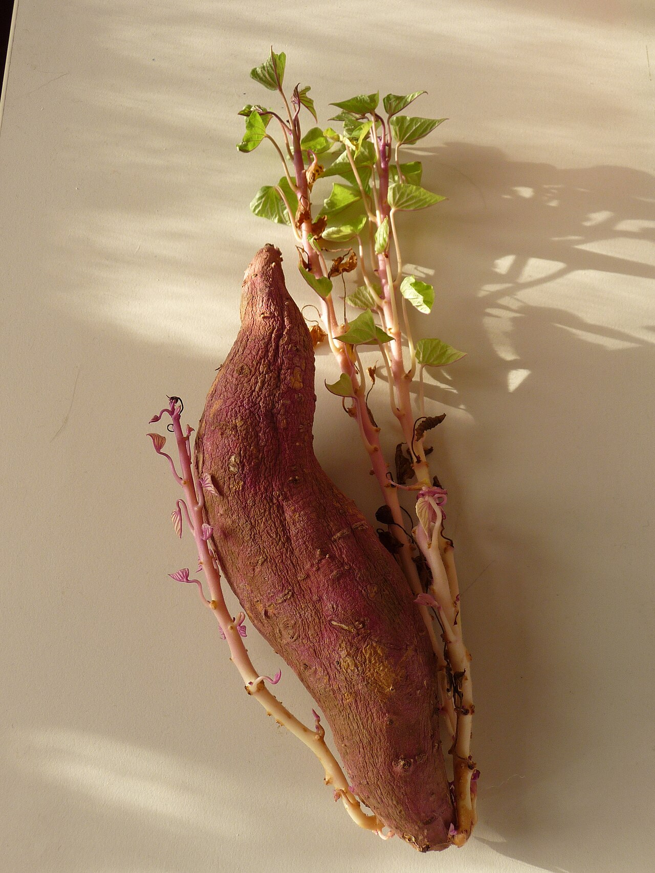 Ipomoea batatas, Sweet potato — trailing deciduous (Convolvulaceae) (image 6 of 9)