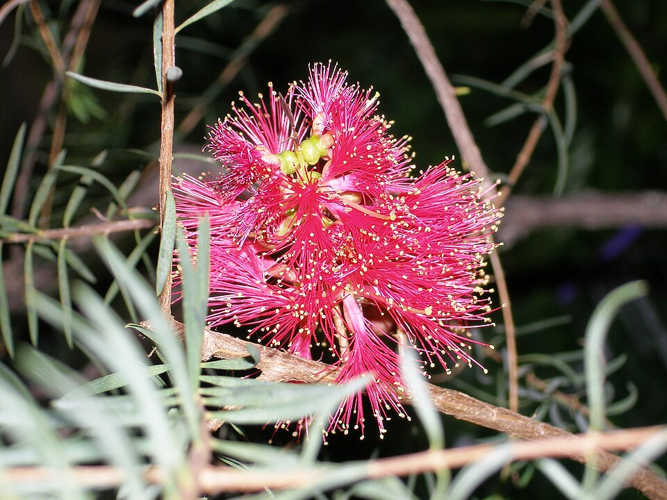 Melaleuca fulgens (alternate view 8)