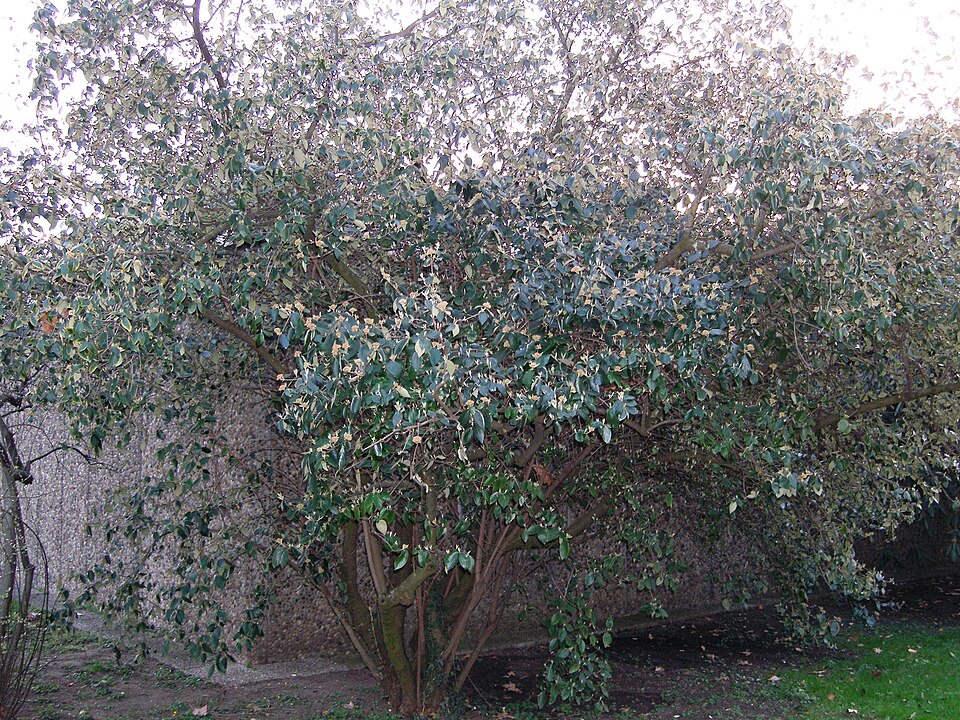 Viburnum x burkwoodii (Burkwood Viburnum) (alternate view 3)